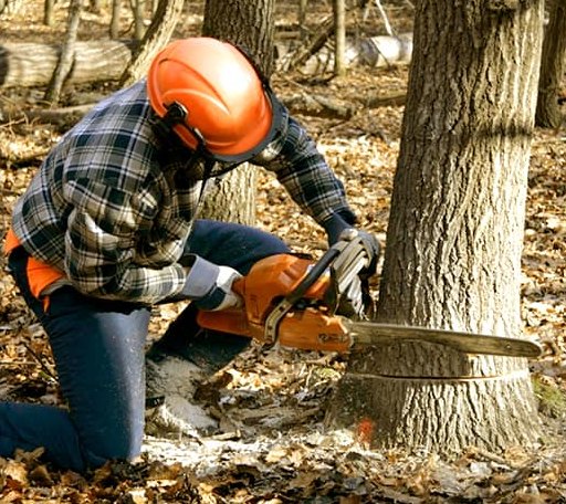 Tree Removal in Albion, RI